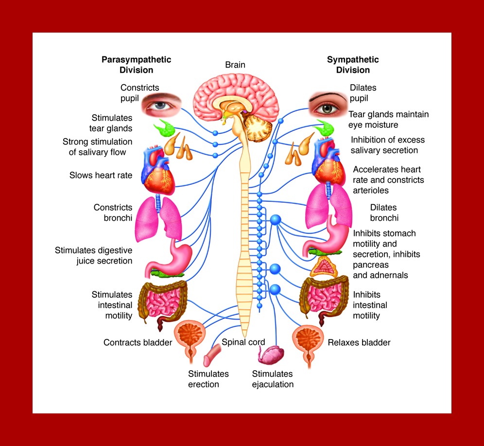 NervousSystem