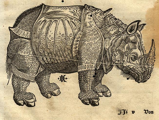 A_rhinoceros_(1550)